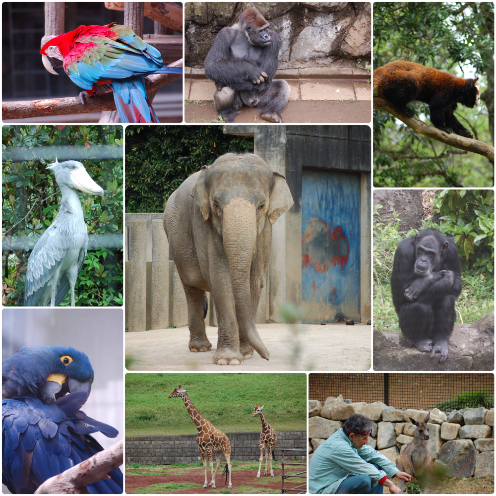 千葉動物公園