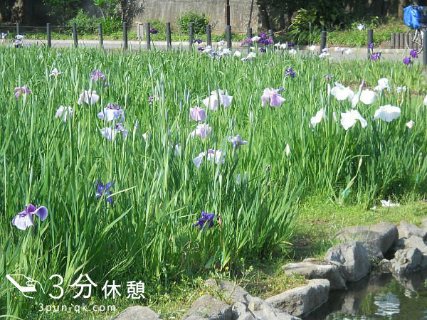 関東（東京・千葉・神奈川・埼玉）の菖蒲園