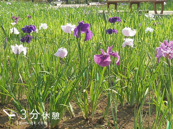 関東（東京・千葉・神奈川・埼玉）の菖蒲園