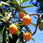 Thumbnail of post image 007