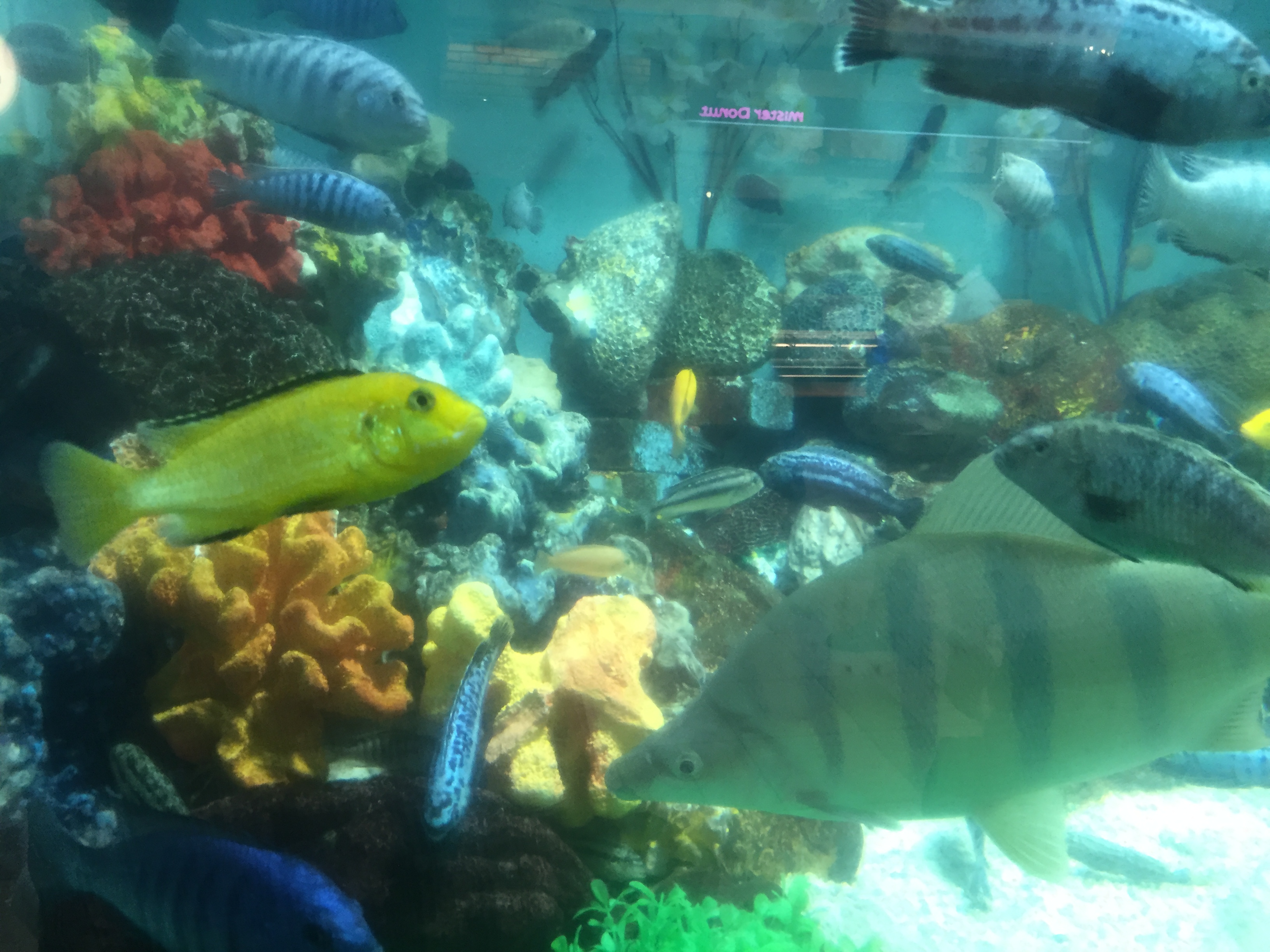 大阪の「かわいい水族館」