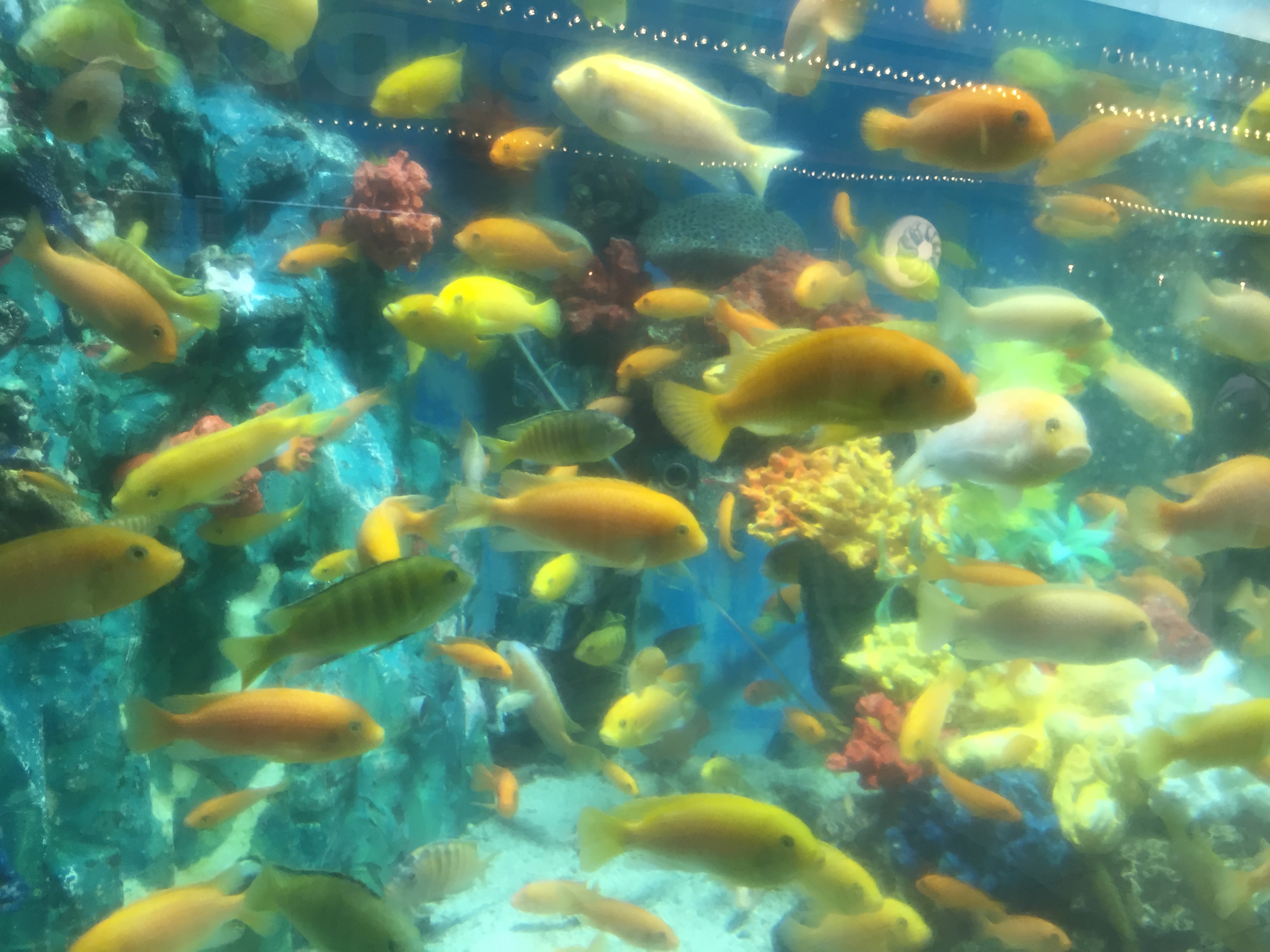 大阪の「かわいい水族館」