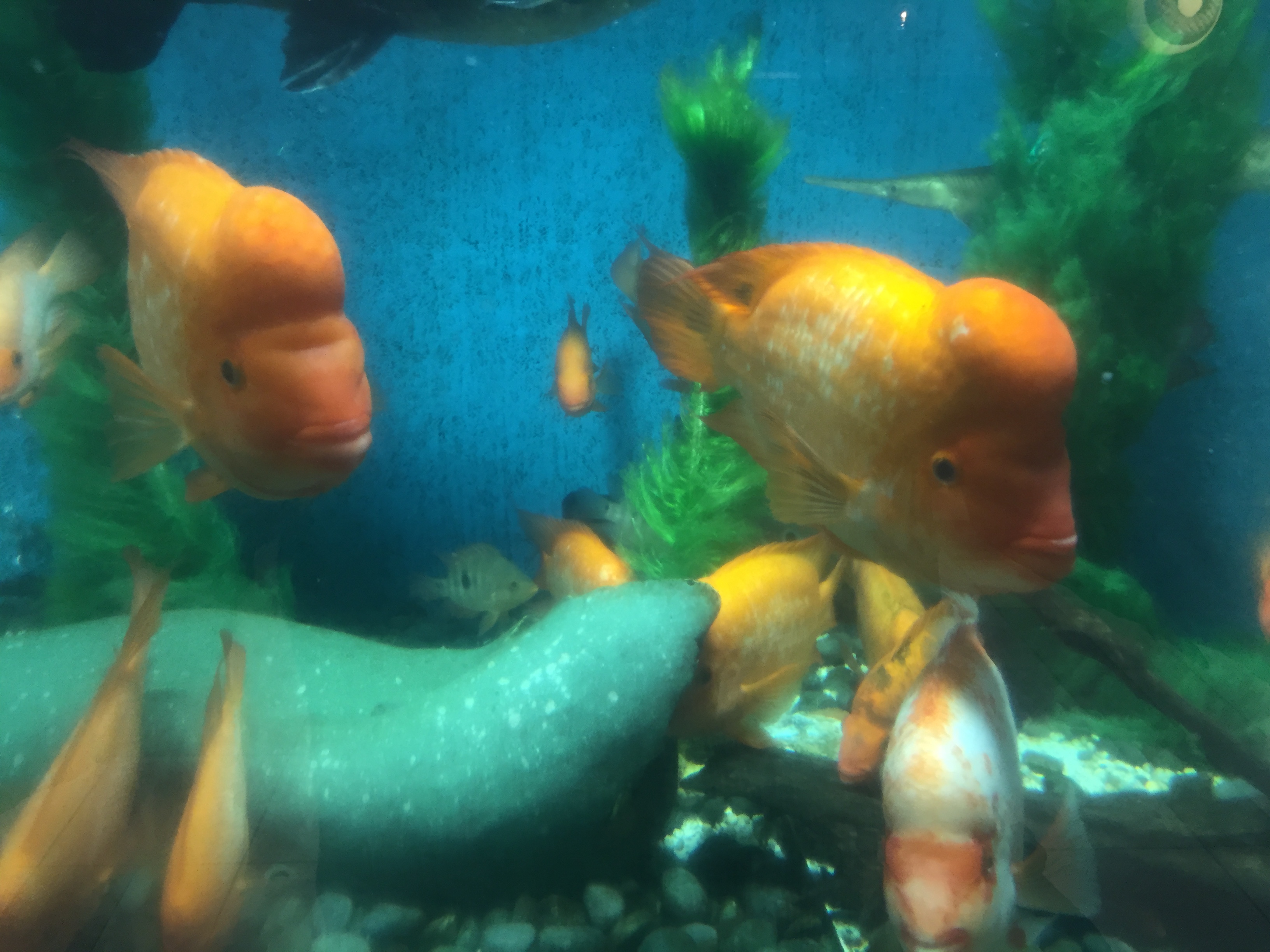 大阪の「かわいい水族館」