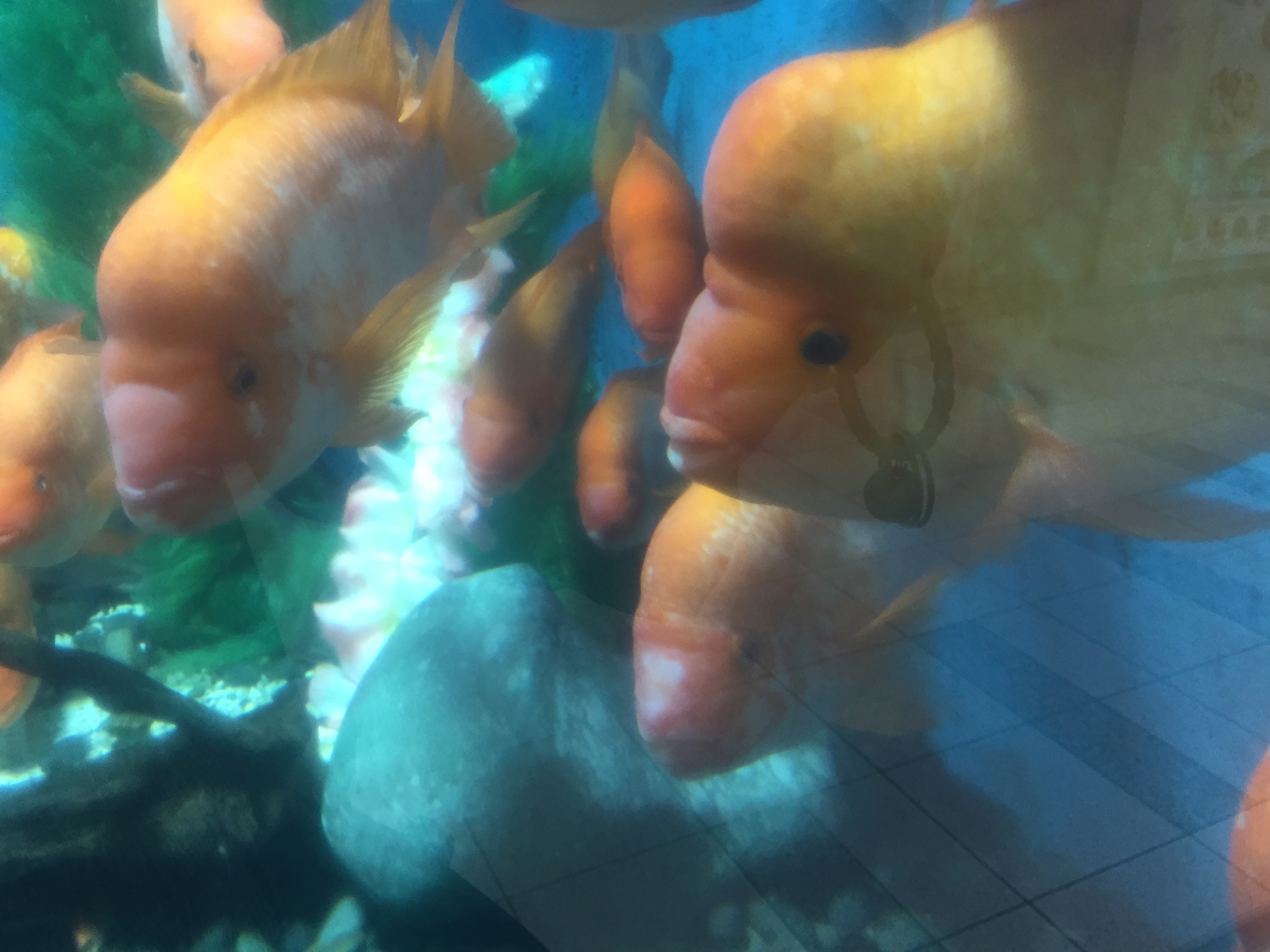 大阪の「かわいい水族館」