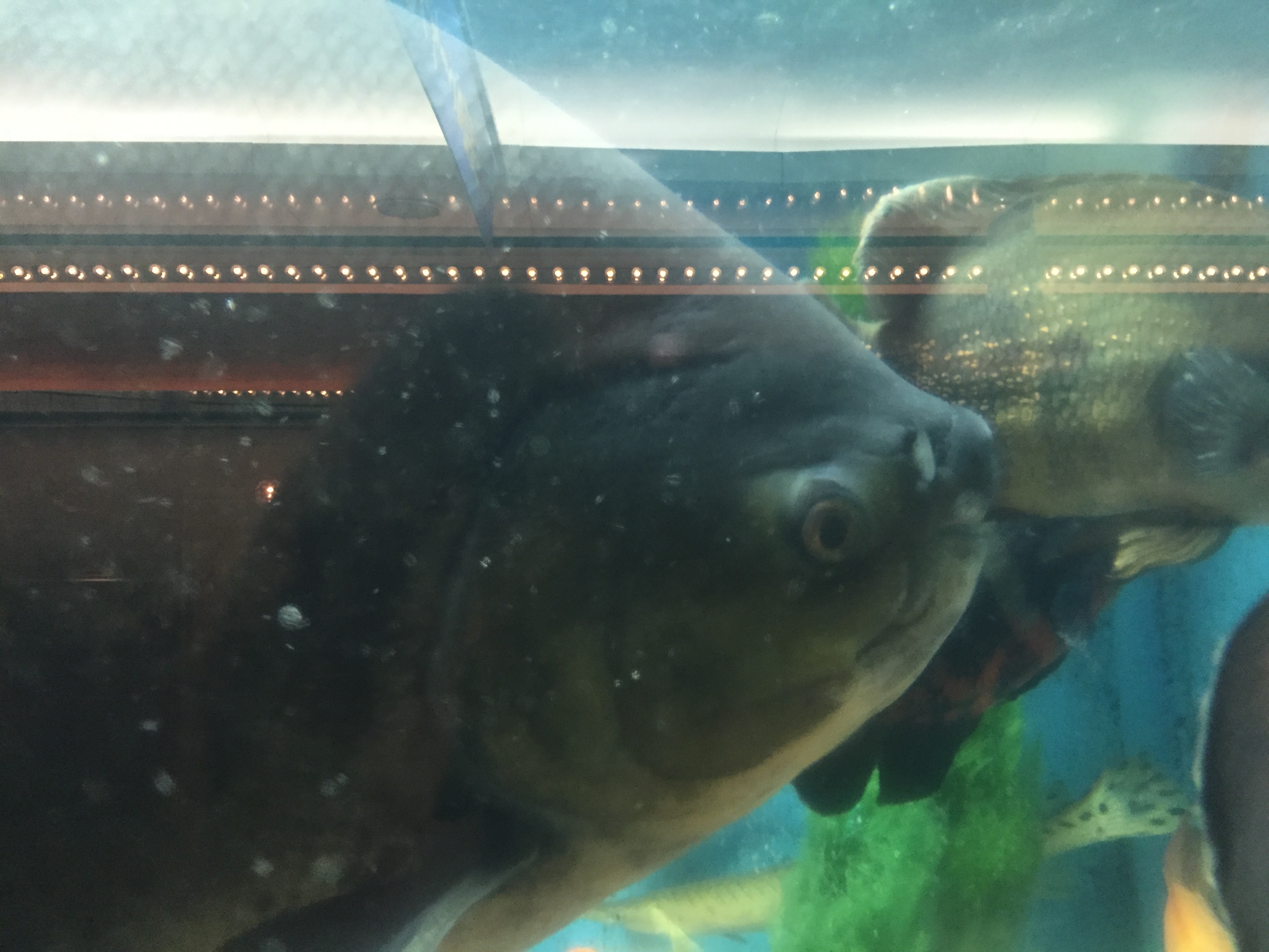 大阪の「かわいい水族館」