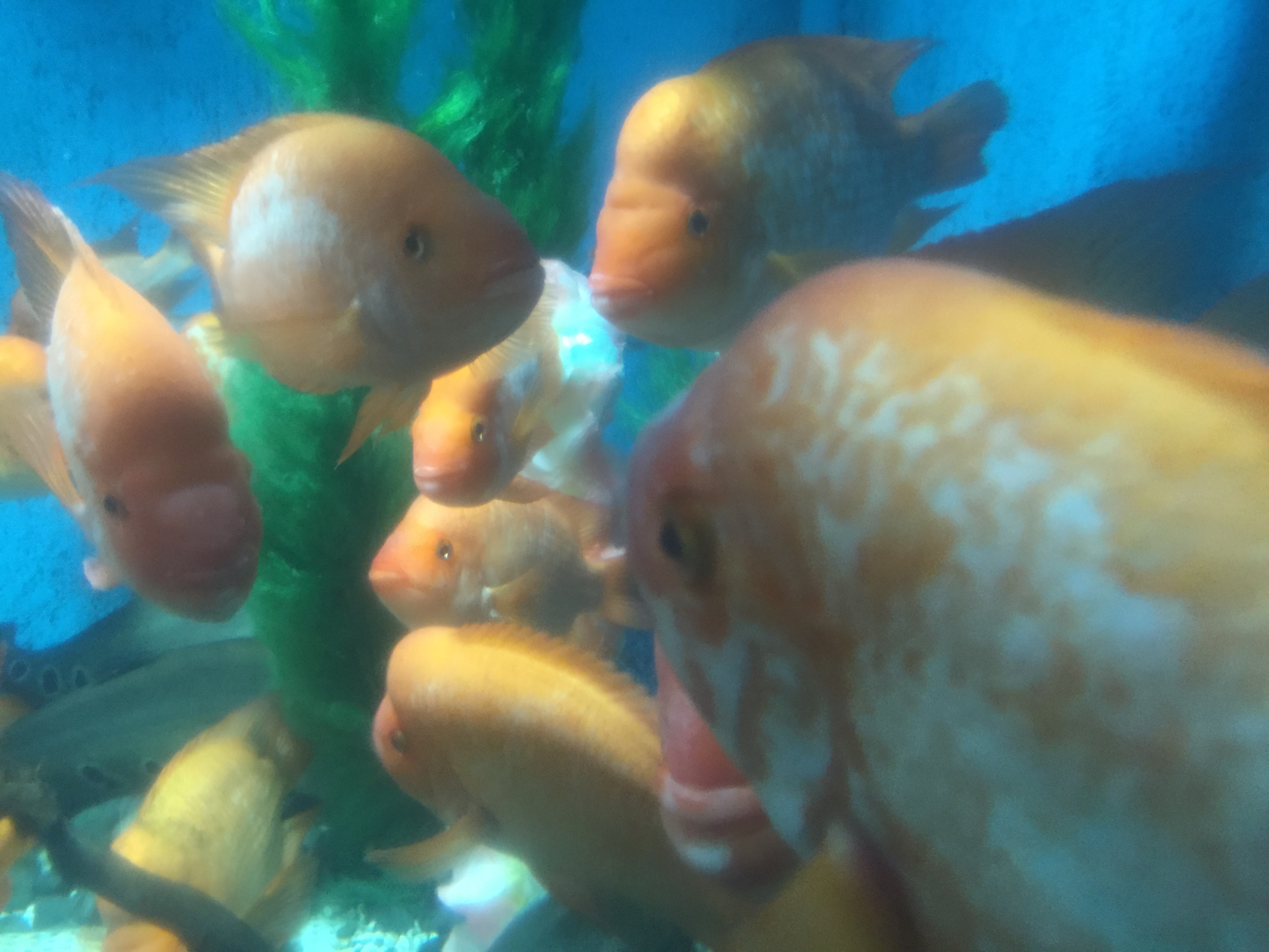 大阪の「かわいい水族館」