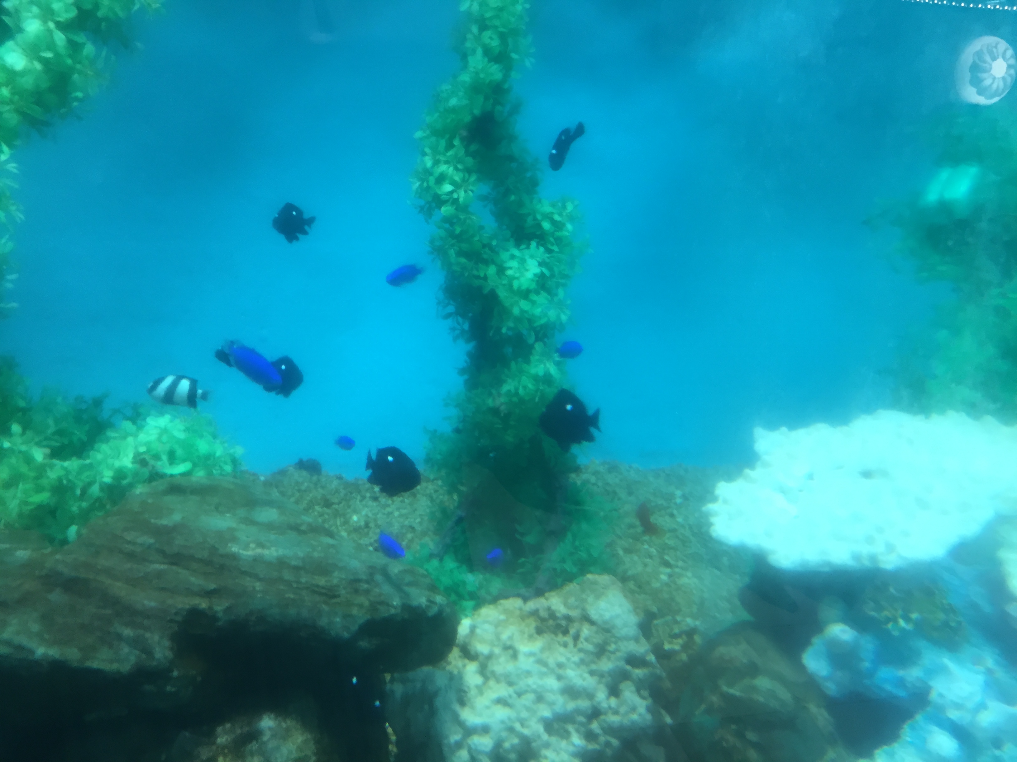 大阪の「かわいい水族館」