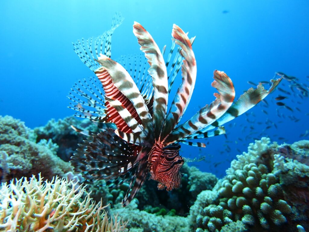 lionfish-1430225_1280