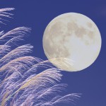 Thumbnail of post image 179