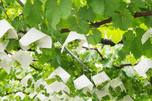 葡萄の栽培、ブドウ園、ぶどう狩り