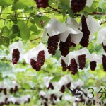 Thumbnail of post image 052