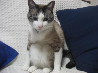 正座する猫が可愛すぎる