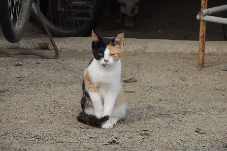 正座する猫が可愛すぎる