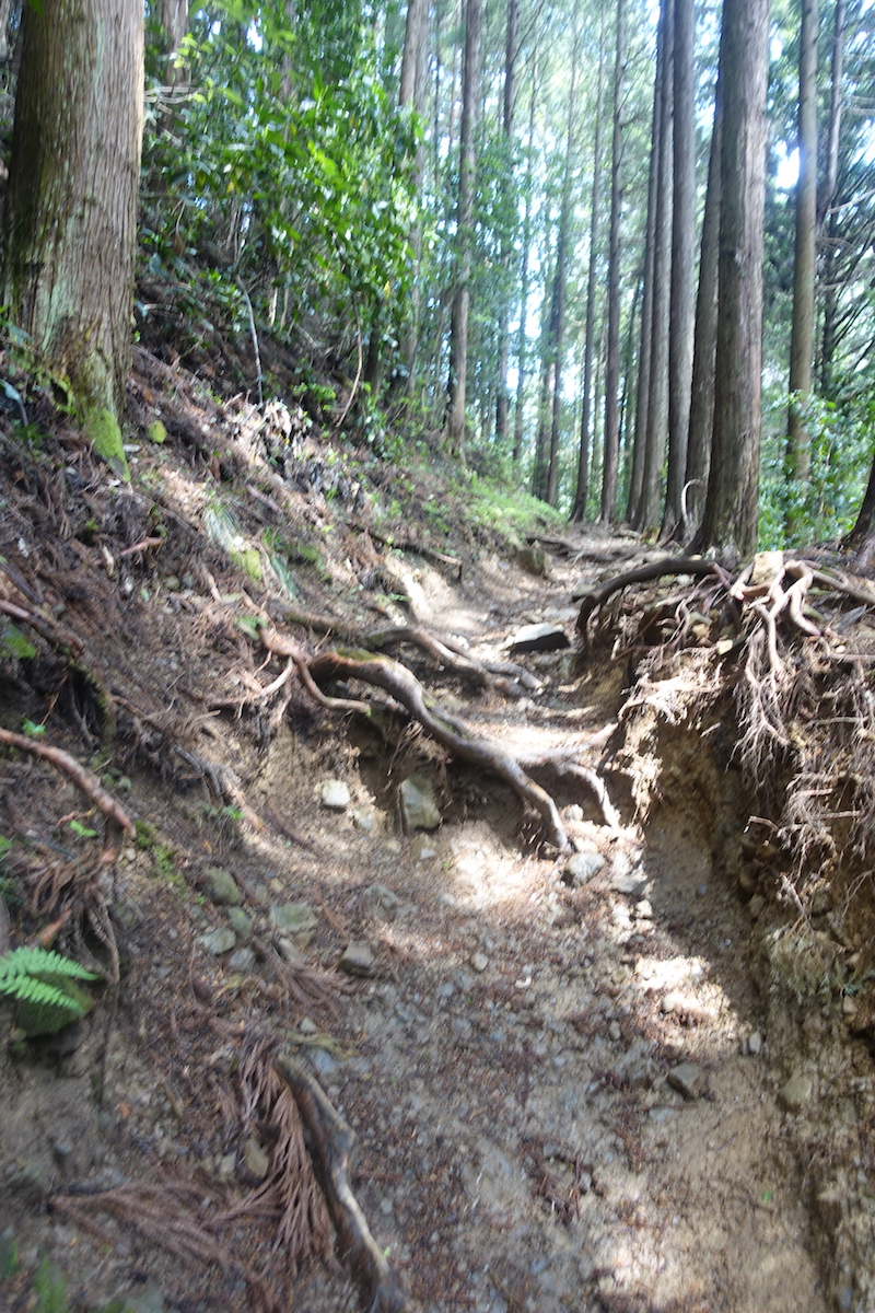 【 都会の展望台】日の出山