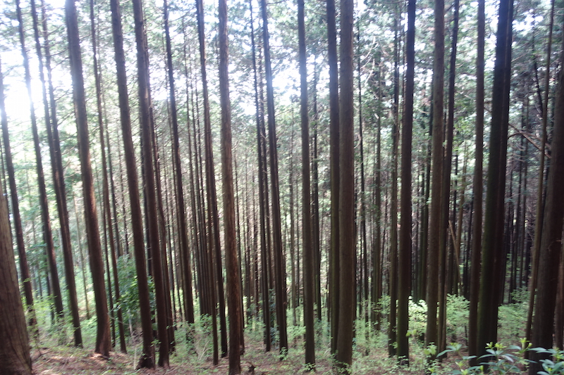 日の出山の杉並木