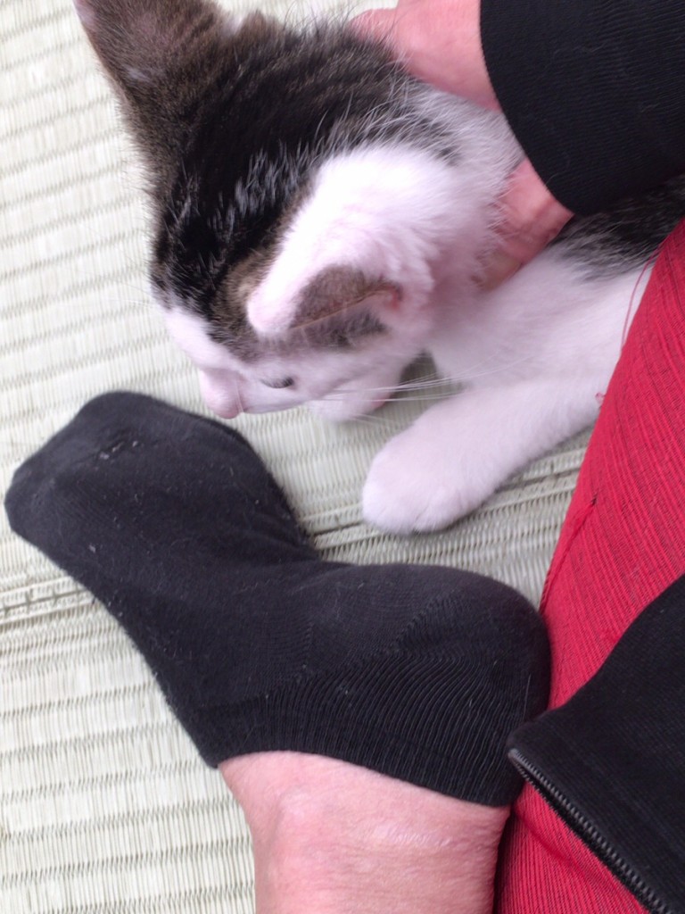 ねこ分補給：江戸ねこ茶屋に行ってきた