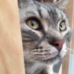 江戸ねこ茶屋に行ってきた