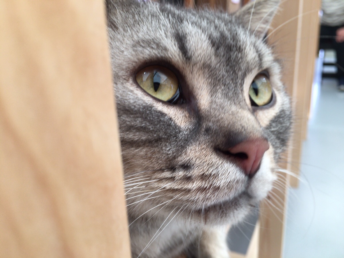 江戸ねこ茶屋に行ってきた