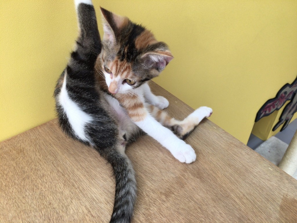 ねこ分補給：江戸ねこ茶屋に行ってきた