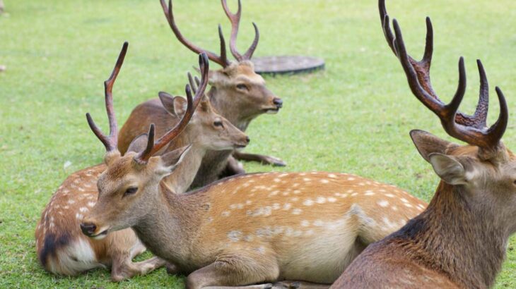 奈良公園の鹿